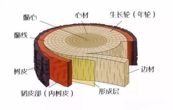 家具頭條|要用好水性漆，別再重漆輕木了