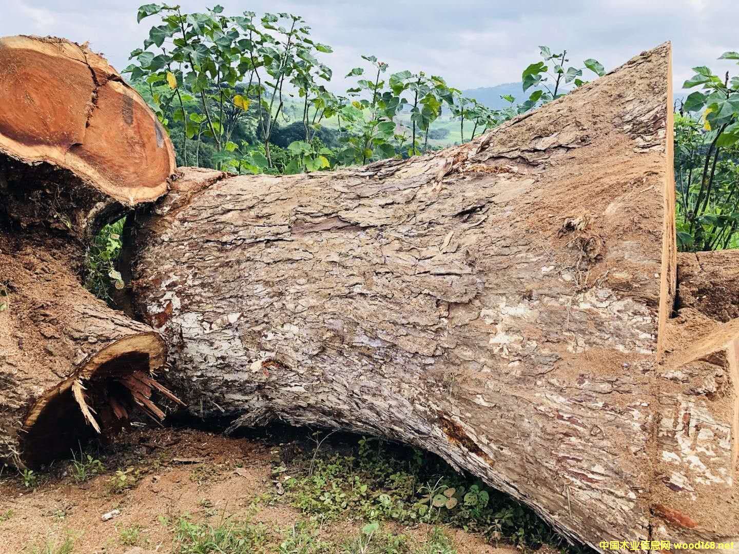 家具头条|四川达州召开木业产业园等重点项目推进工作