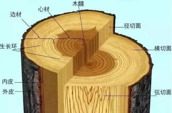 家具頭條|詳解木材中的水分種類！