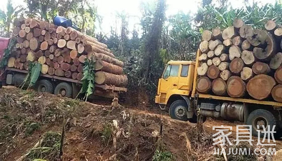 家具頭條|紅木原料或再漲價 莫桑比克禁止東非黑黃檀出口