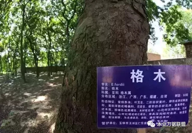 家具头条|格木｜与紫檀媲美的树种